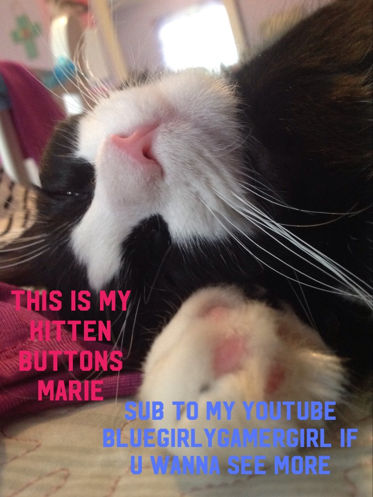 This is my kitten Madam Buttons Marie