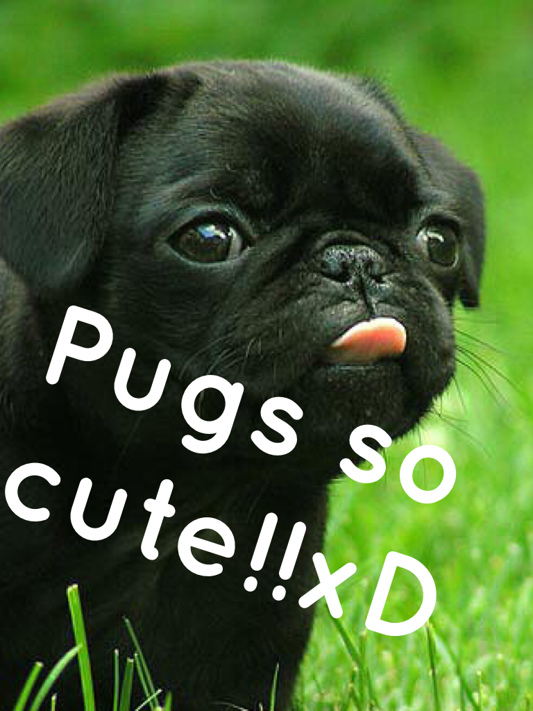 Pugs so cute!!xD like plz and follow me let's get to at least 200
