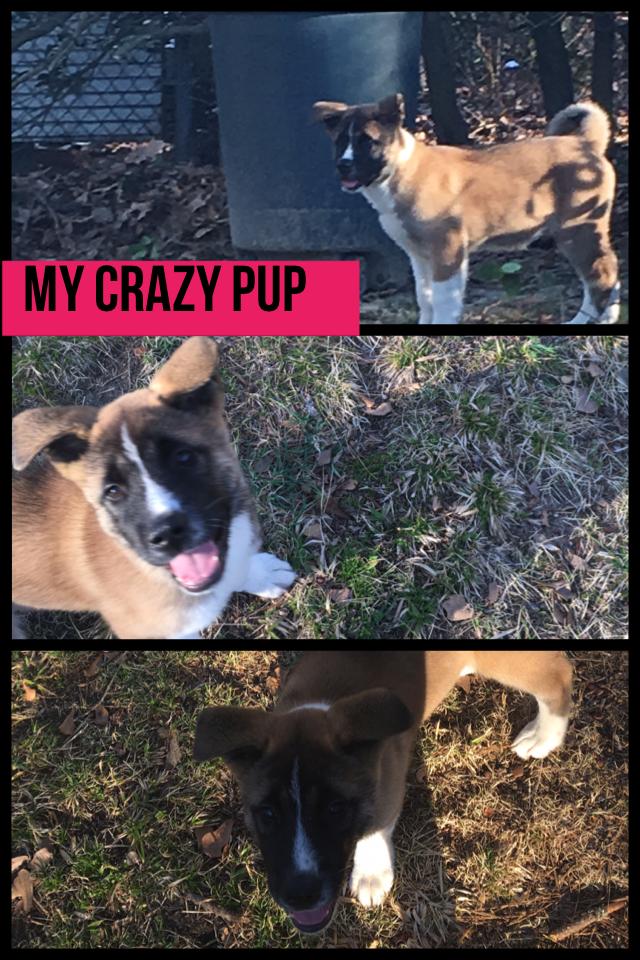 My crazy pup