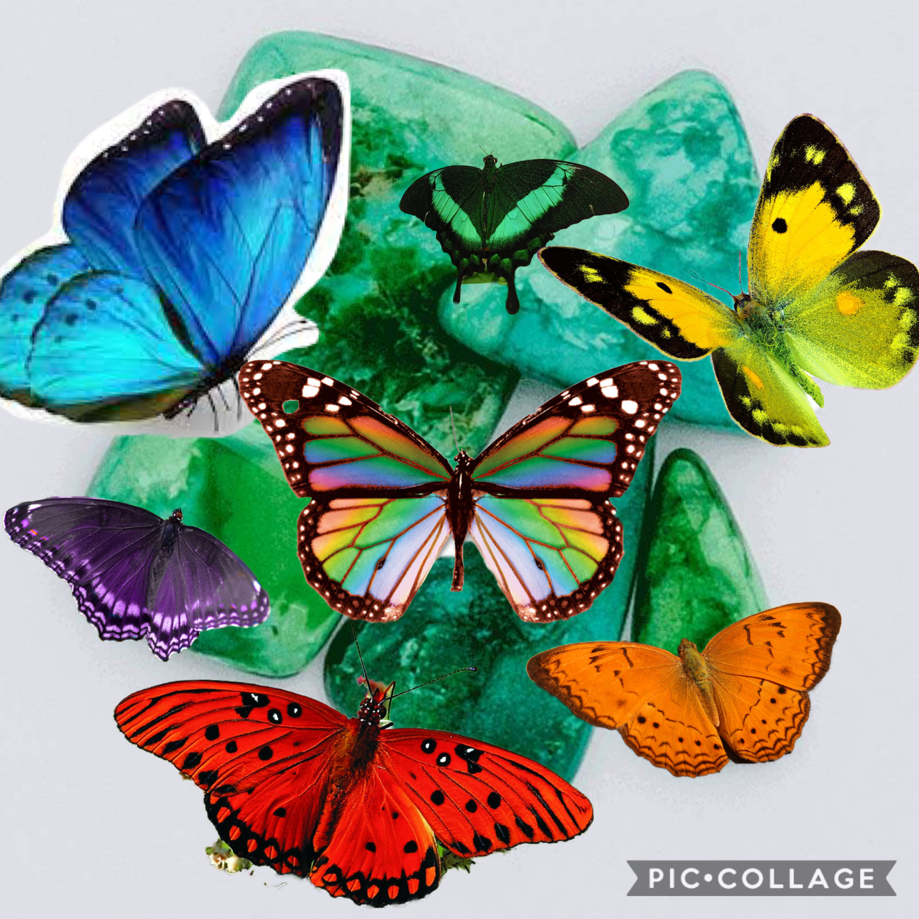 #colorwheelofbutterflies