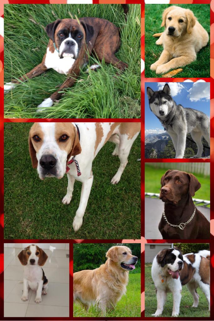 Favourite dog breeds!!! (Going down from left) boxer,pointer, beagle,golden retriever,Labrador,husky, labrador,st Bernard's (dunno why I've got 2 labs)