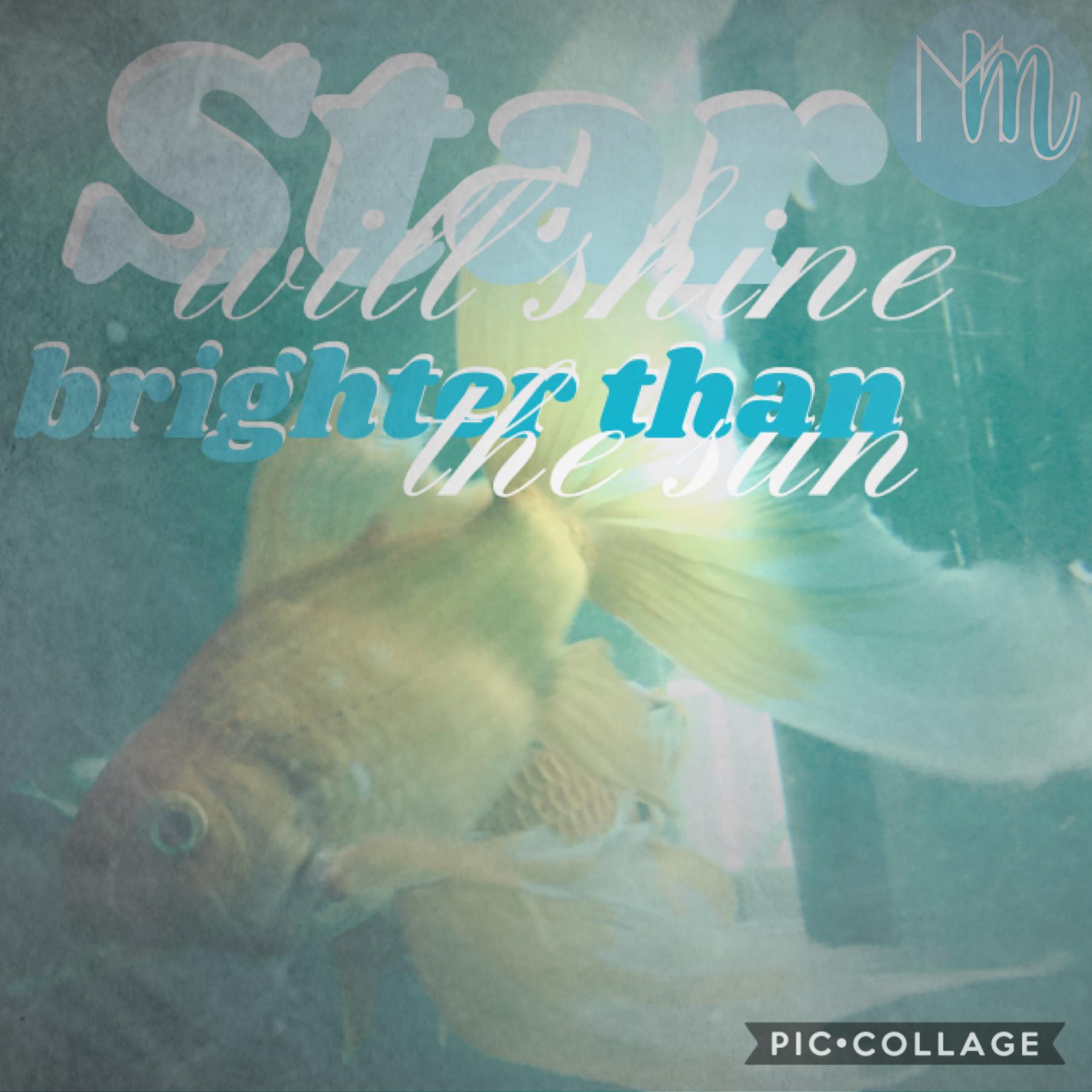 Tap

Inspired by the beautiful featured feed! I love how PicCollage is featuring new collagers here! This is my fish, Star, and Shimmer in the background. Hope you like it!