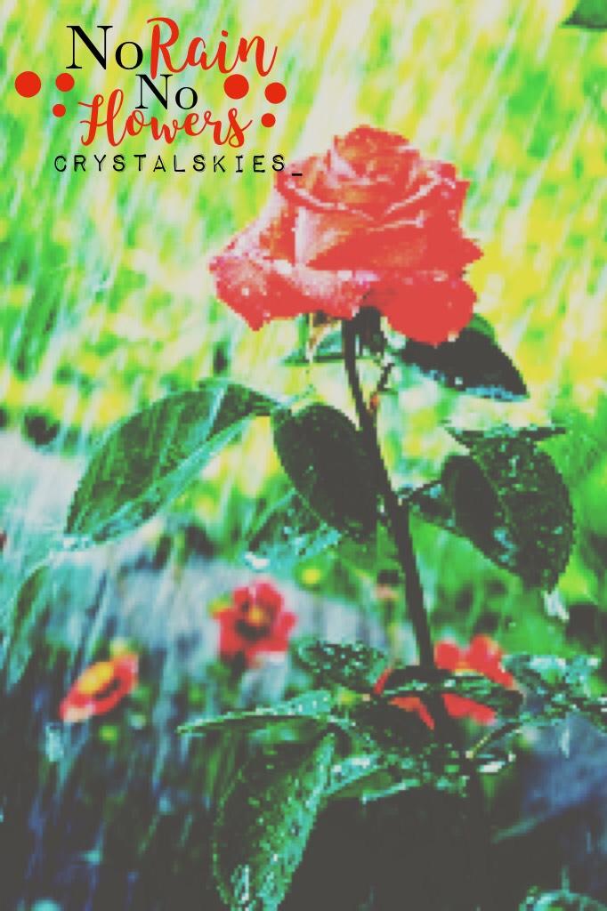 •Rain and Flowers• Rate 1-10! Thank you for all the support!! ❤️❤️
