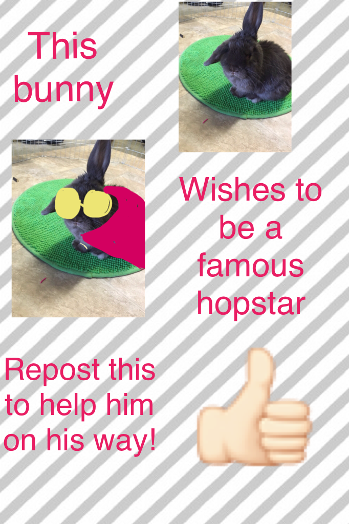 HELP MY BUNNY BECOME A FAMOUS HOPSTAR!!!!