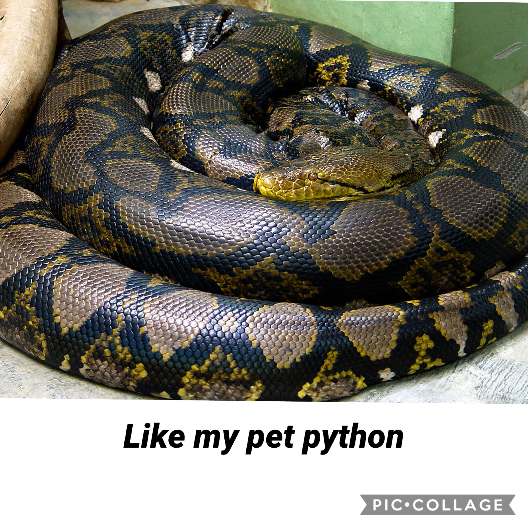 Like my pet python
