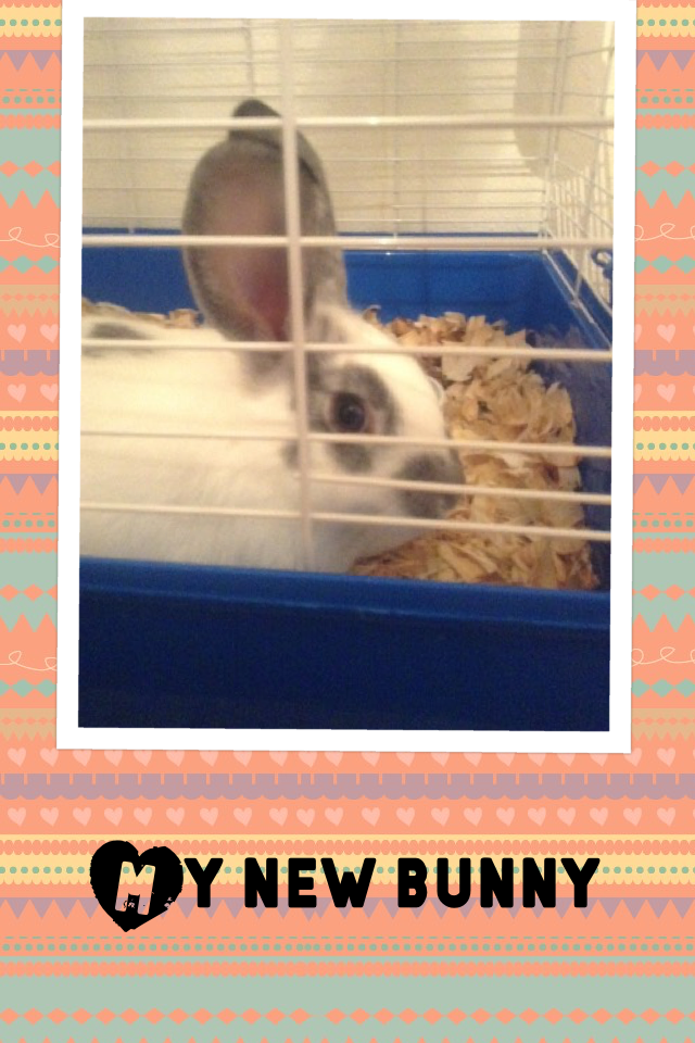 My new bunny love you moxy