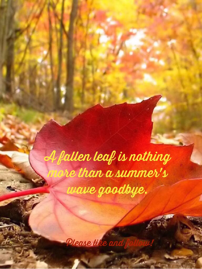 A fallen leaf is nothing more than a summer's wave goodbye.
Enjoy fall why you can!!!!🎃