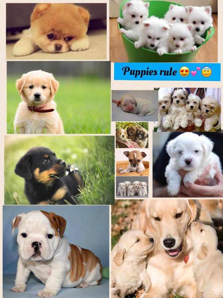 Puppies rule 😍💕😇