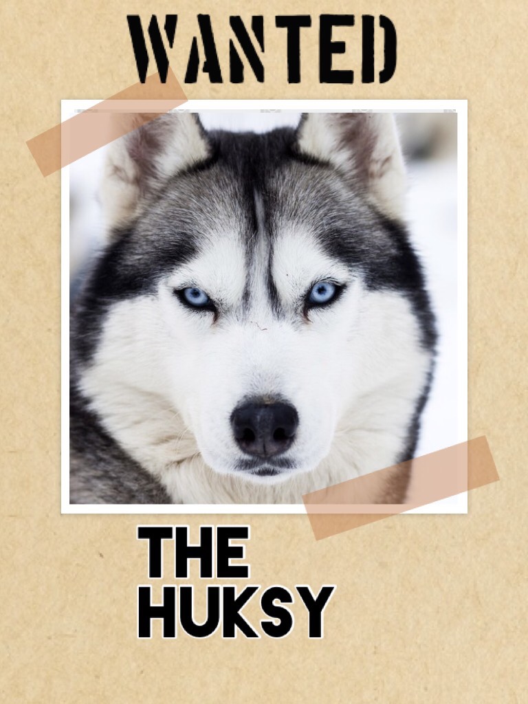The huksy
