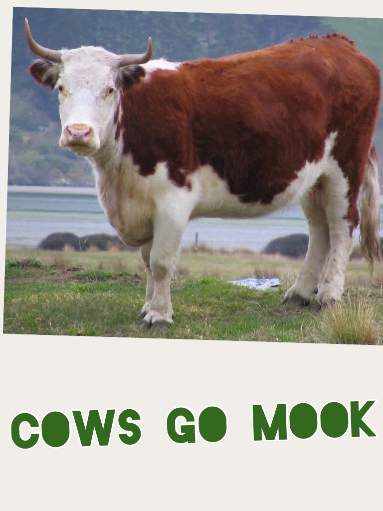 Cows go mook