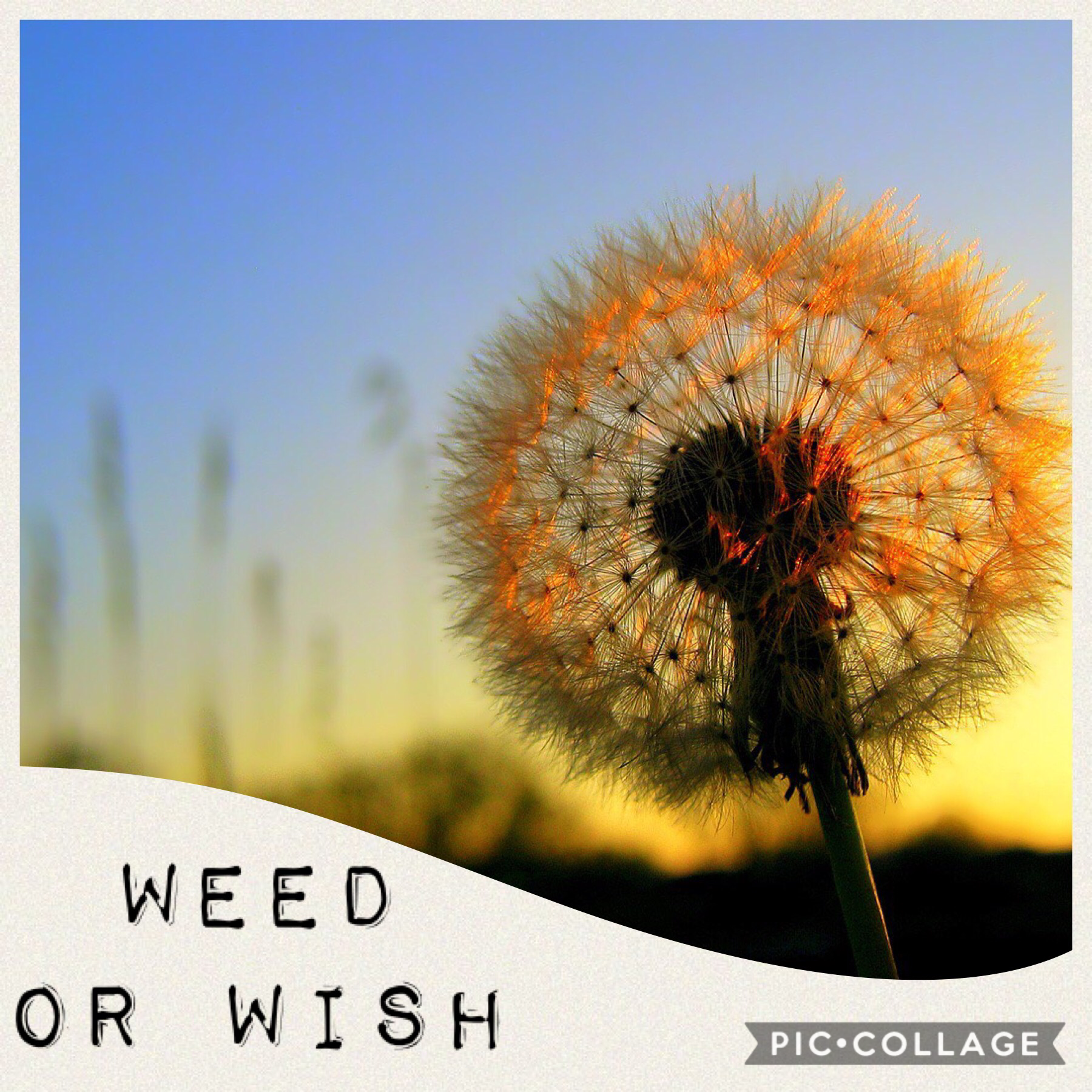Some see a wish and some see a weed..... which do you see???  