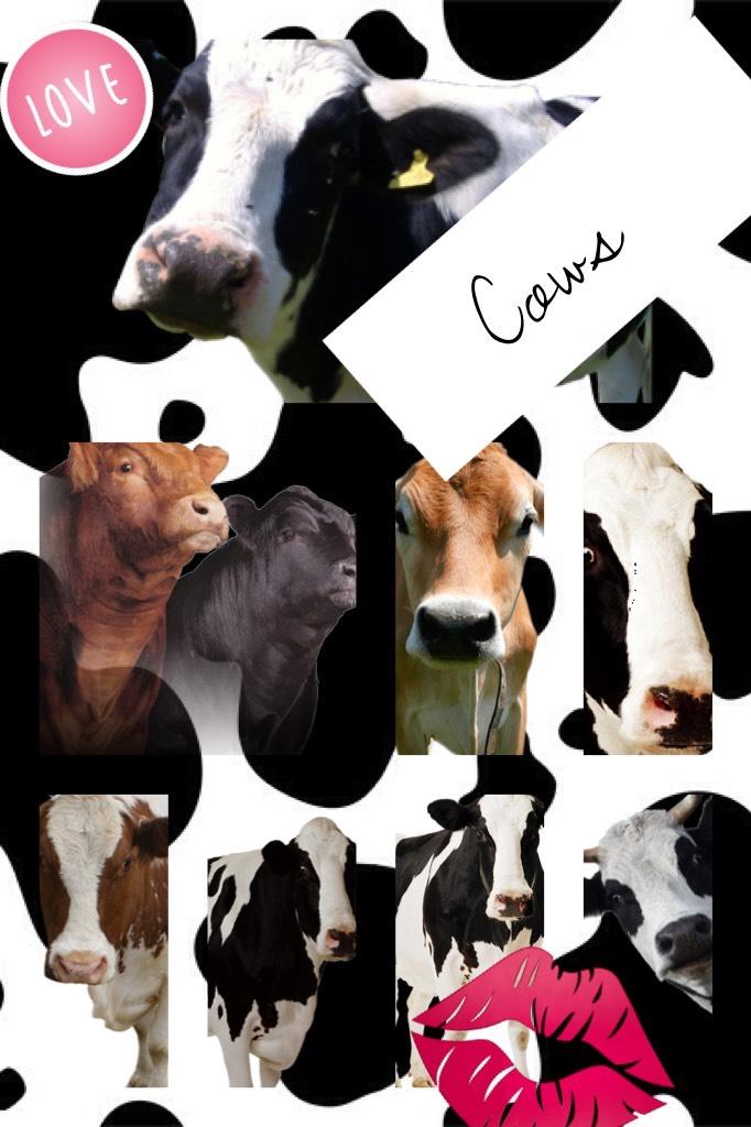 Cows i love cows