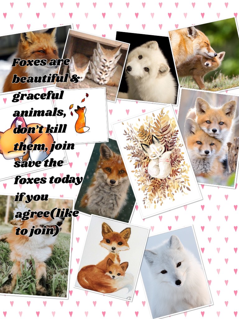 Foxes are beautiful & graceful animals, don’t kill them, join save the foxes today if you agree(like to join)