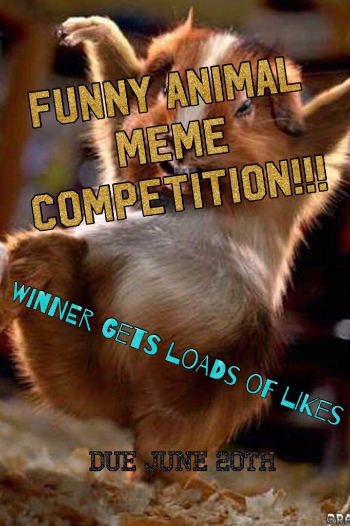Funny animal Meme competition!!!
