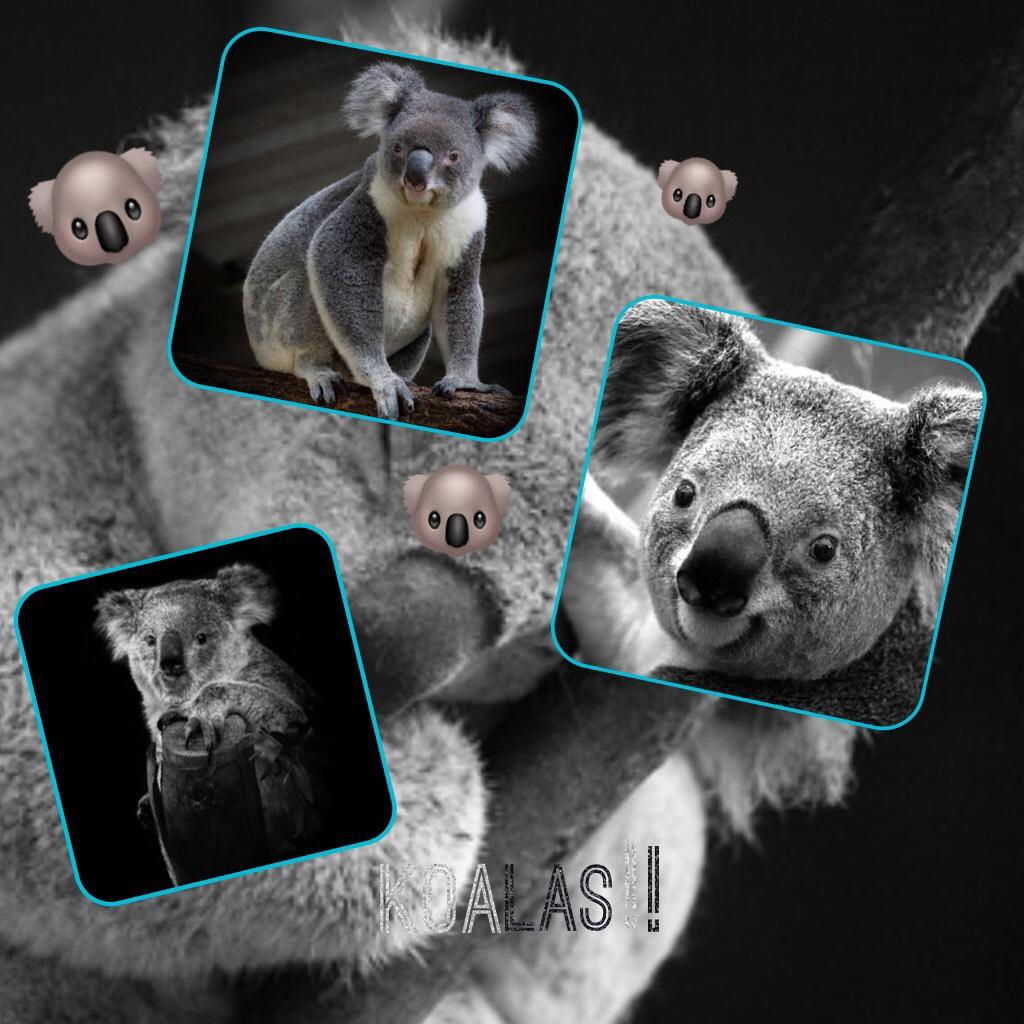 Koalas!🐨