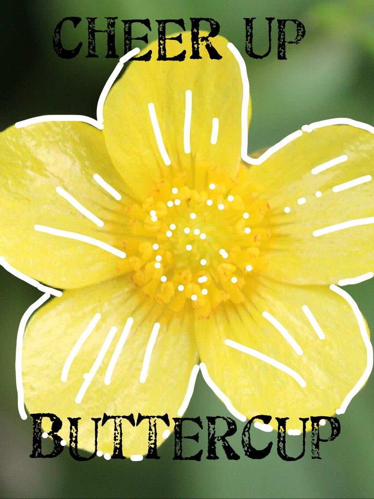 Buttercup 