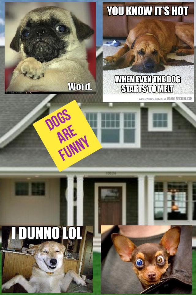 Dogs are  funny
