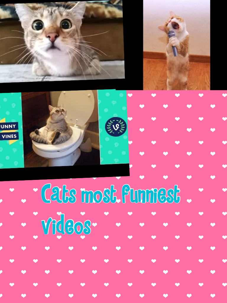 Cats most funniest videos