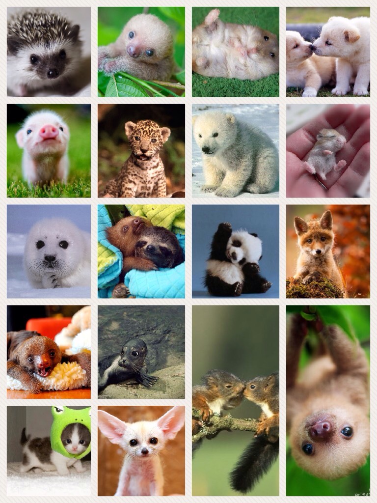 Who's the cutest? You decide! Comment down below which animal you think is the cutest...