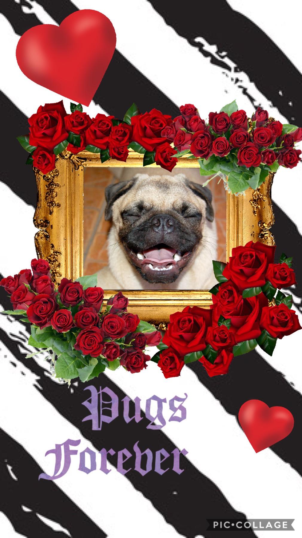 I love pugs anyone else?? Or anyone want me to do another dog breed??