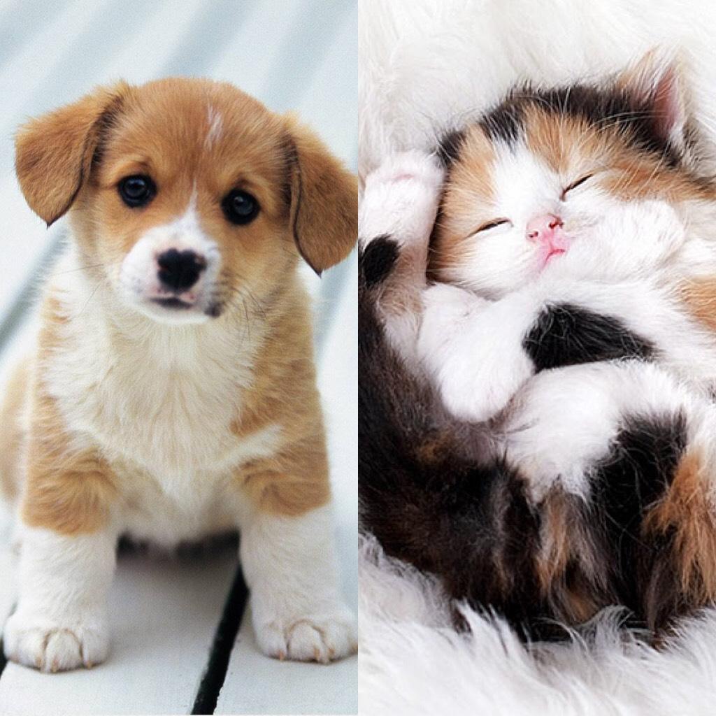 Which one is cuter!?
