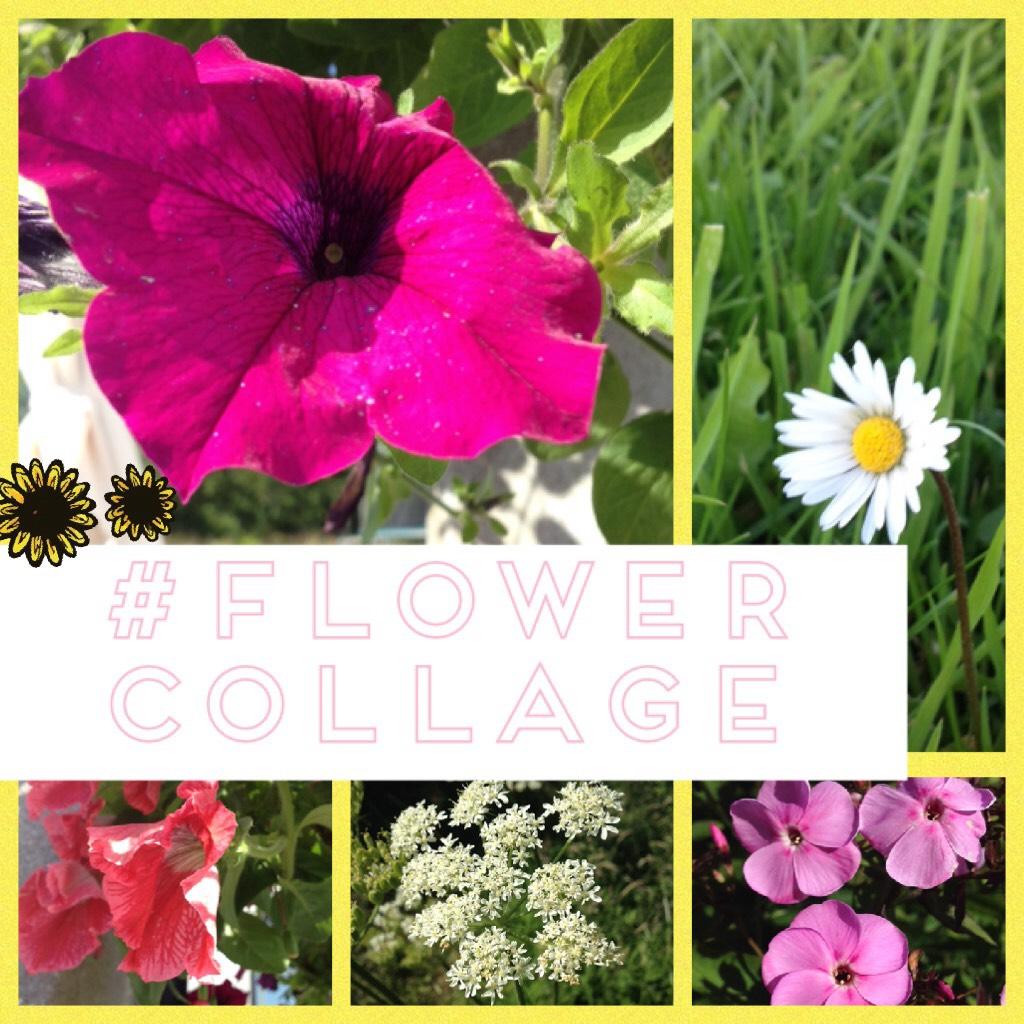 #FLOWER 
COLLAGE
I never realised how many pretty flowers I have in my garden. 
Anyways I got so many nice pics when I went around with my camera and took a load of pics🌷🌸🌺
Hope you like it💕
-0
- Pictures 📷