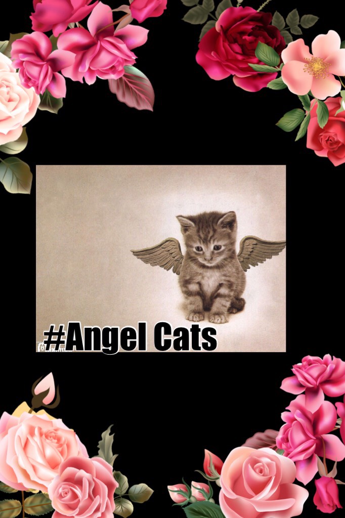 #Angel Cats