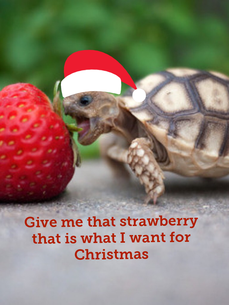 Give me that strawberry that is what I want for Christmas 
