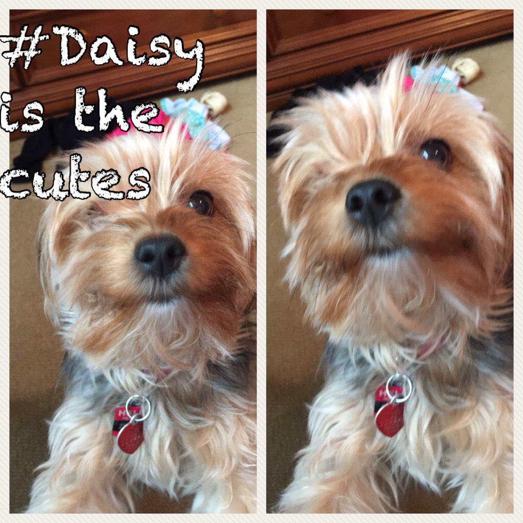 #Daisy is the cutes