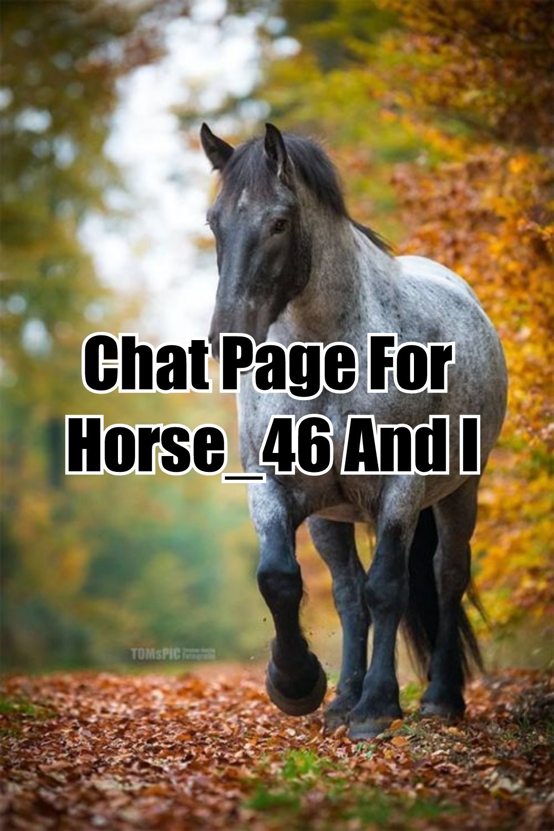Chat Page For Horse_46 And I