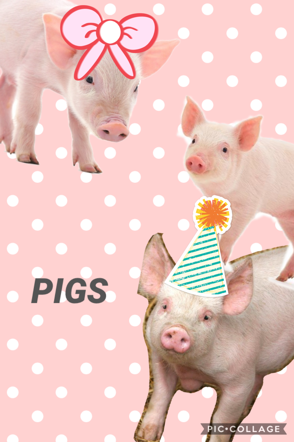 For Pigpop