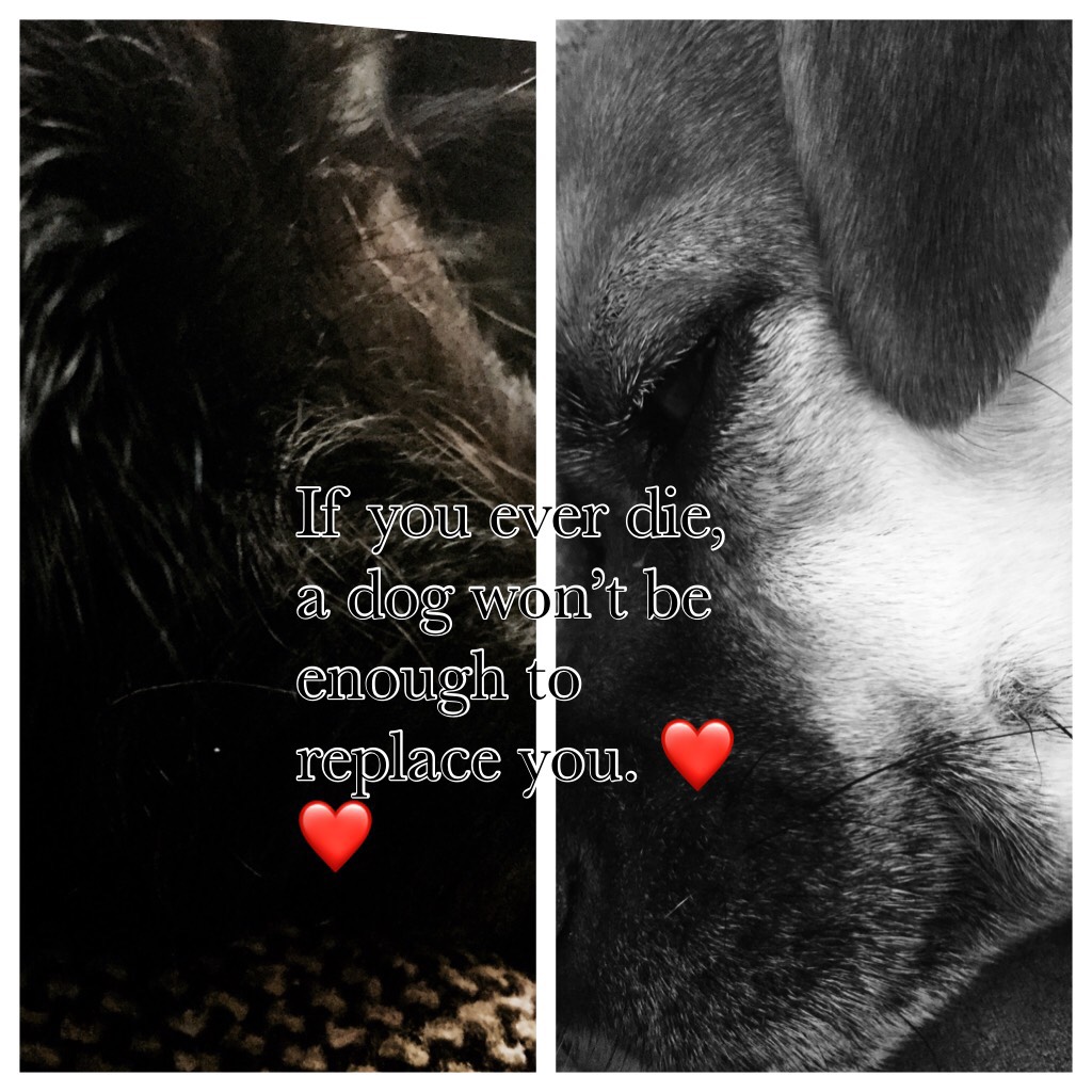 My puppies❤️ nothing can EVER replace them❤️❤️❤️