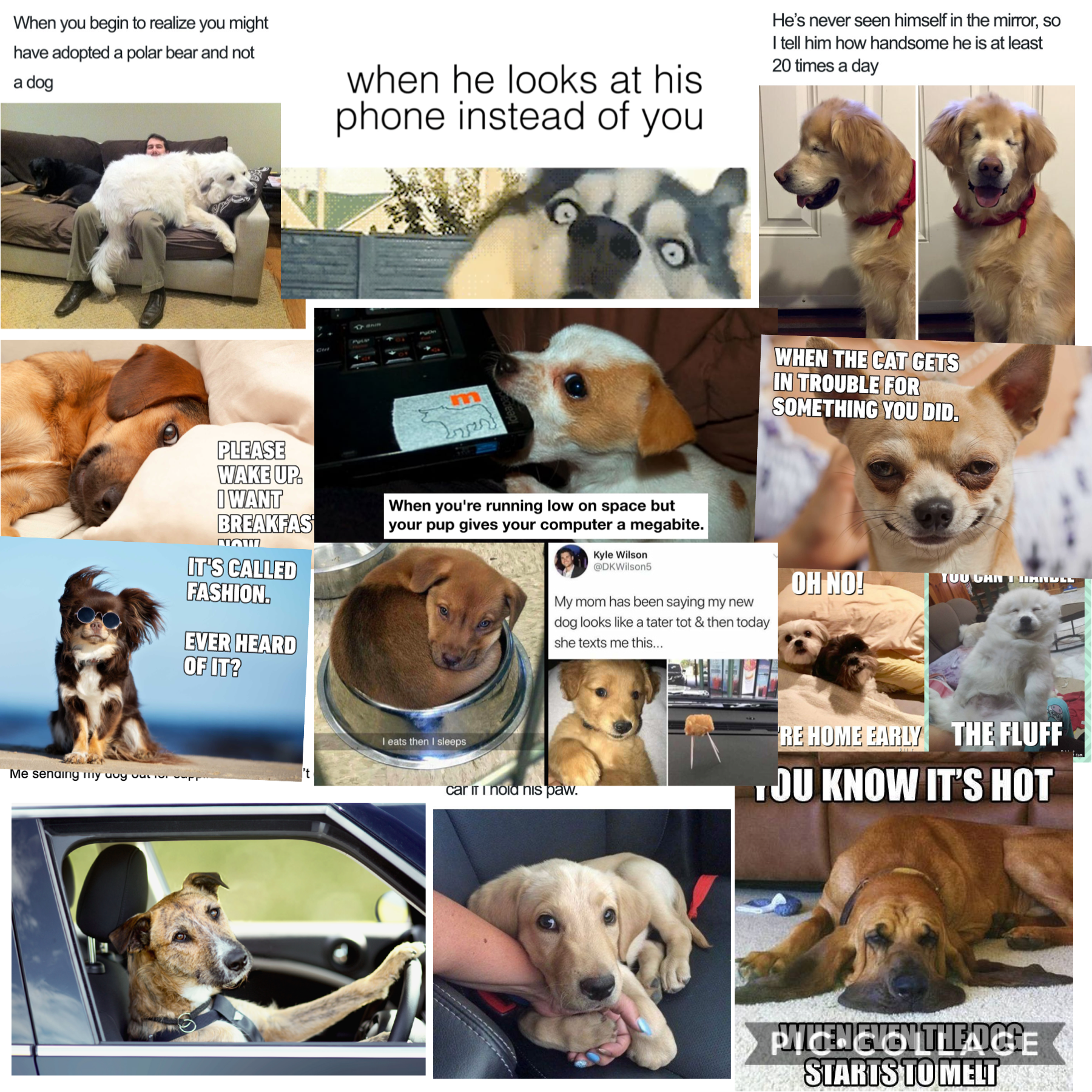 Here some dog memes for y’all’s 