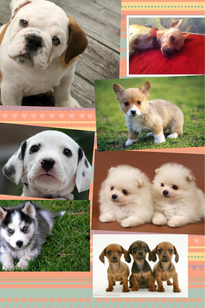 All my puppies year1-22