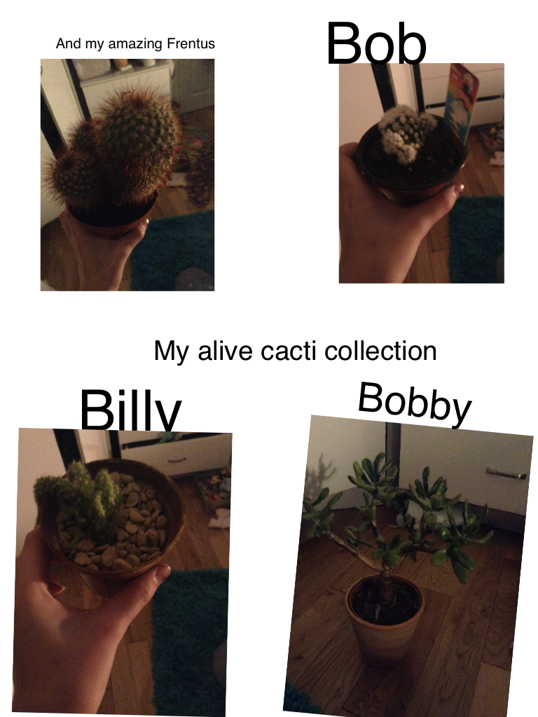 Click
Cactus collection count : 4 real (they are called billy Bob Bobby and Frentus ) 1 candle 1 blanket 1 pair of socks 1 pair of broken headphones 4 rubbers 