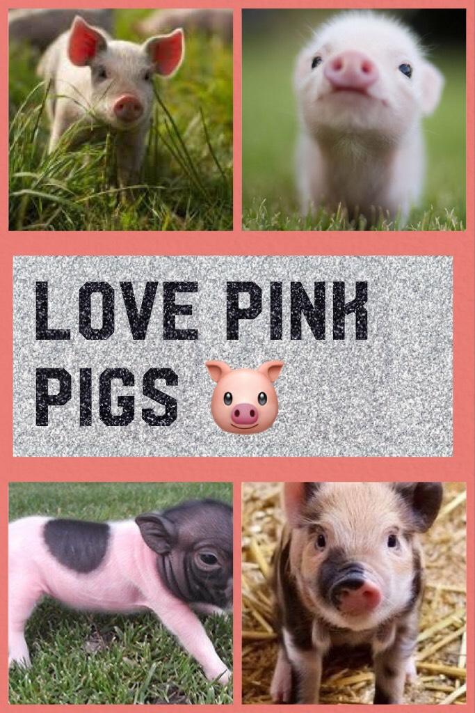 LOVE PINK PIGS 🐷 