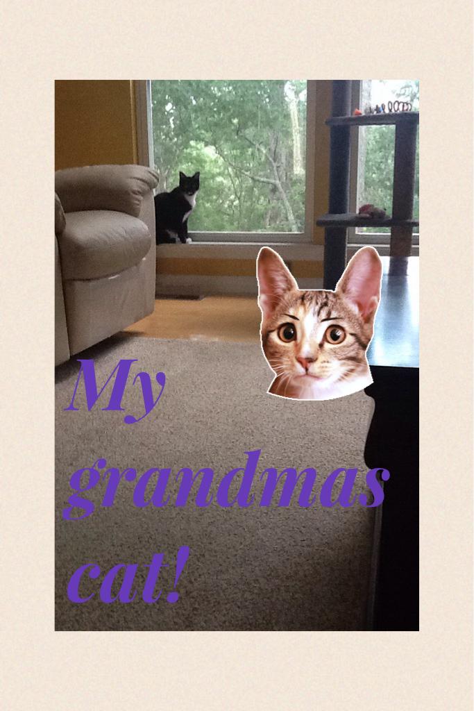 My grandmas cat!