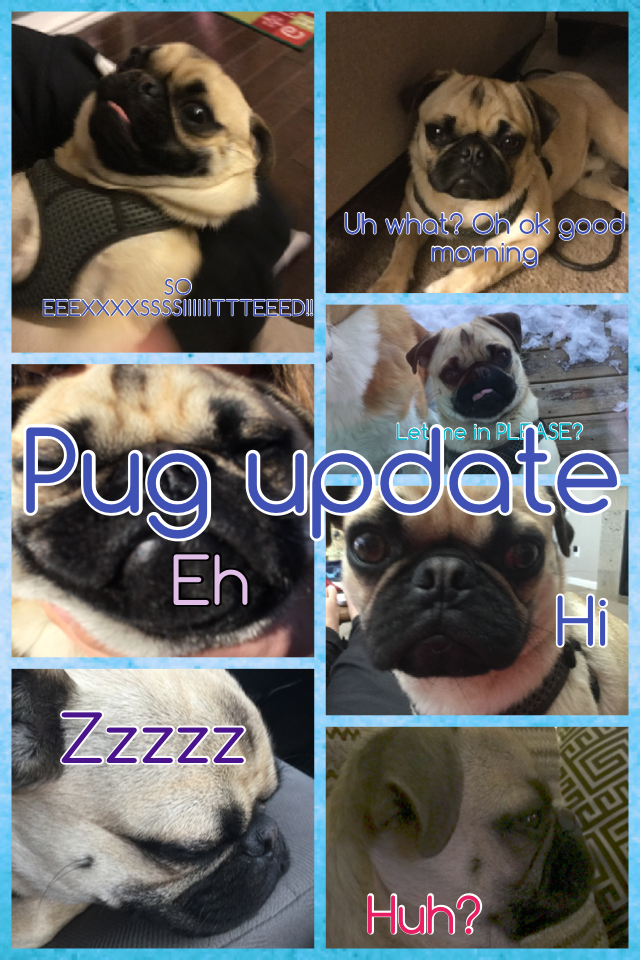 Pug update