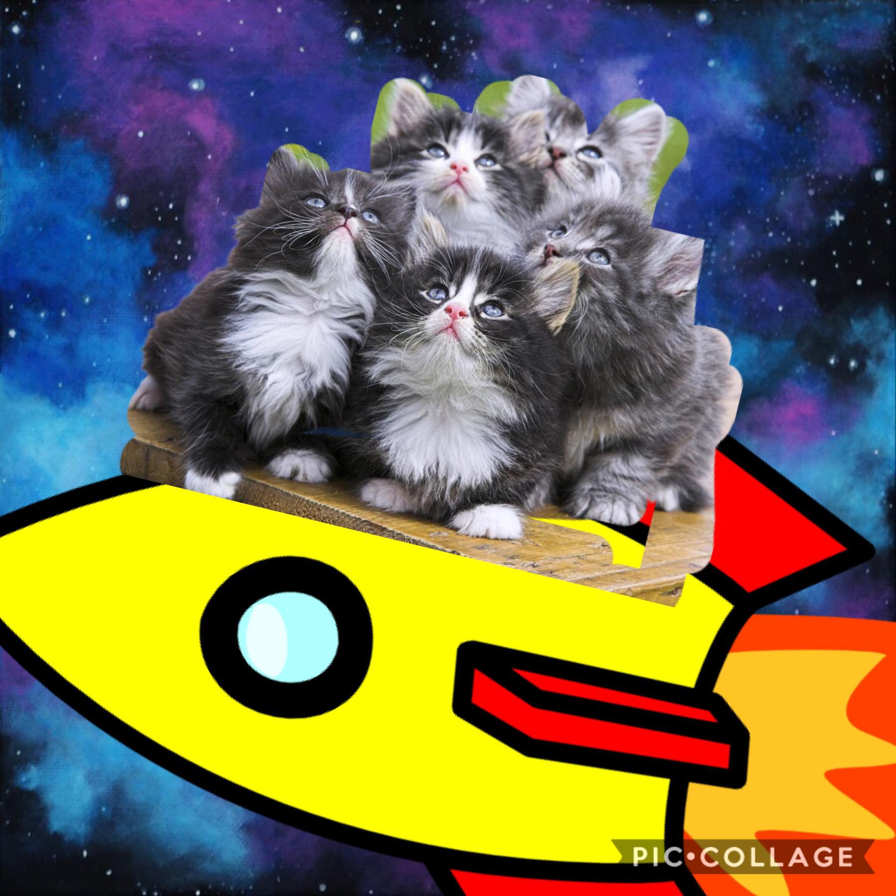 Space kittens