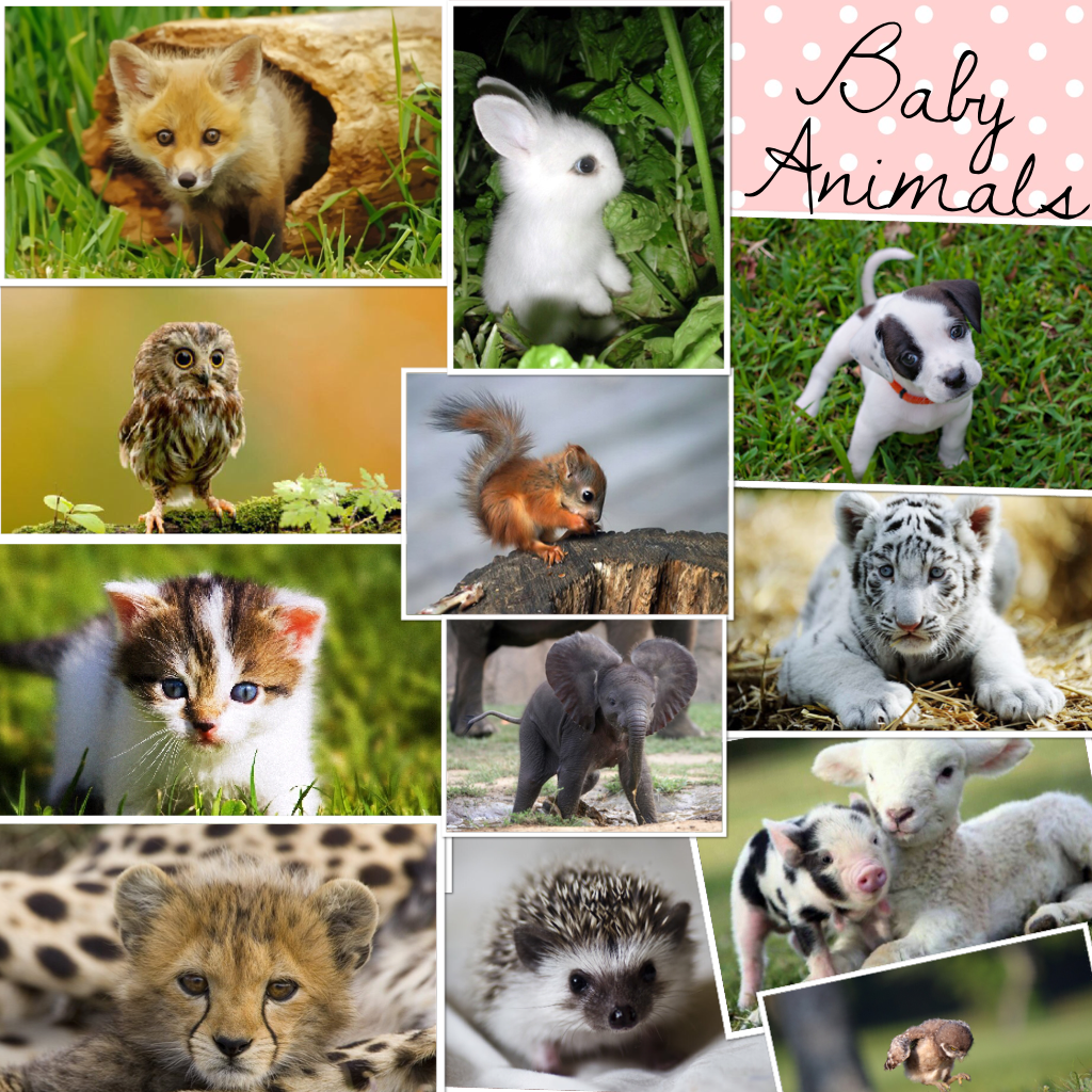 Baby Animals