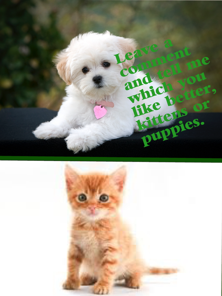 Leave a comment and tell me which you like better, kittens or puppies.