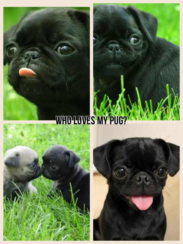 Who loves my pug?