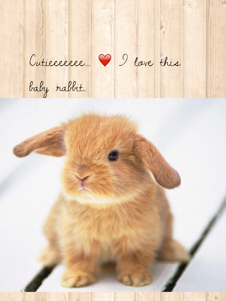 Cutieeeeeee... ❤️ I love this baby rabbit.