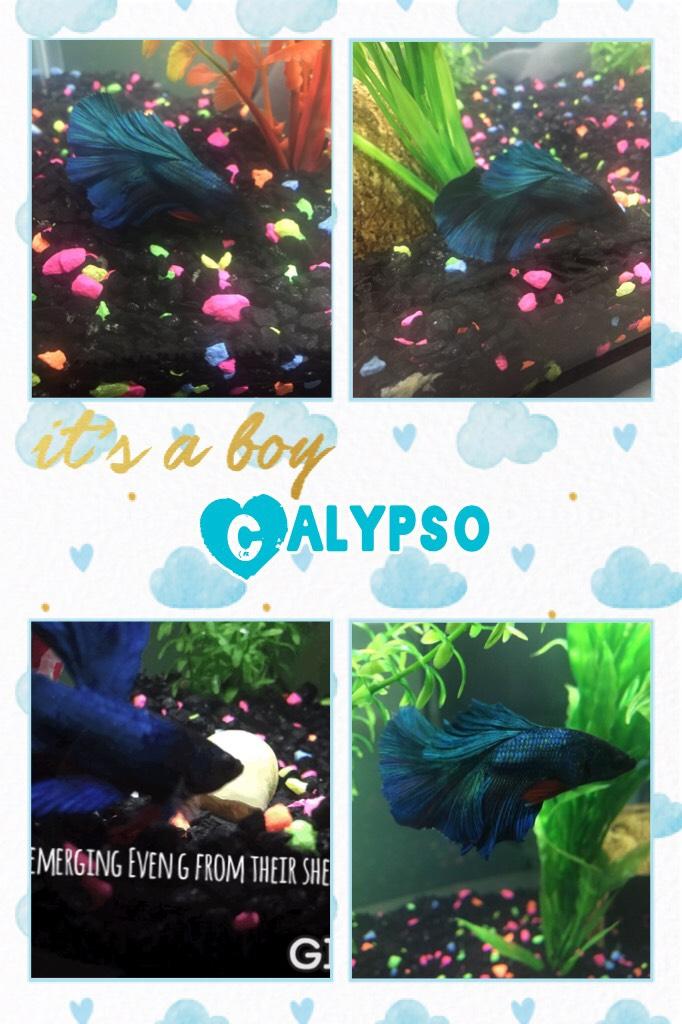 Calypso is my baby betta. I love him with all my heart and I am so happy to have him as my pet. I just got him about a month ago and last week I got a snail :3