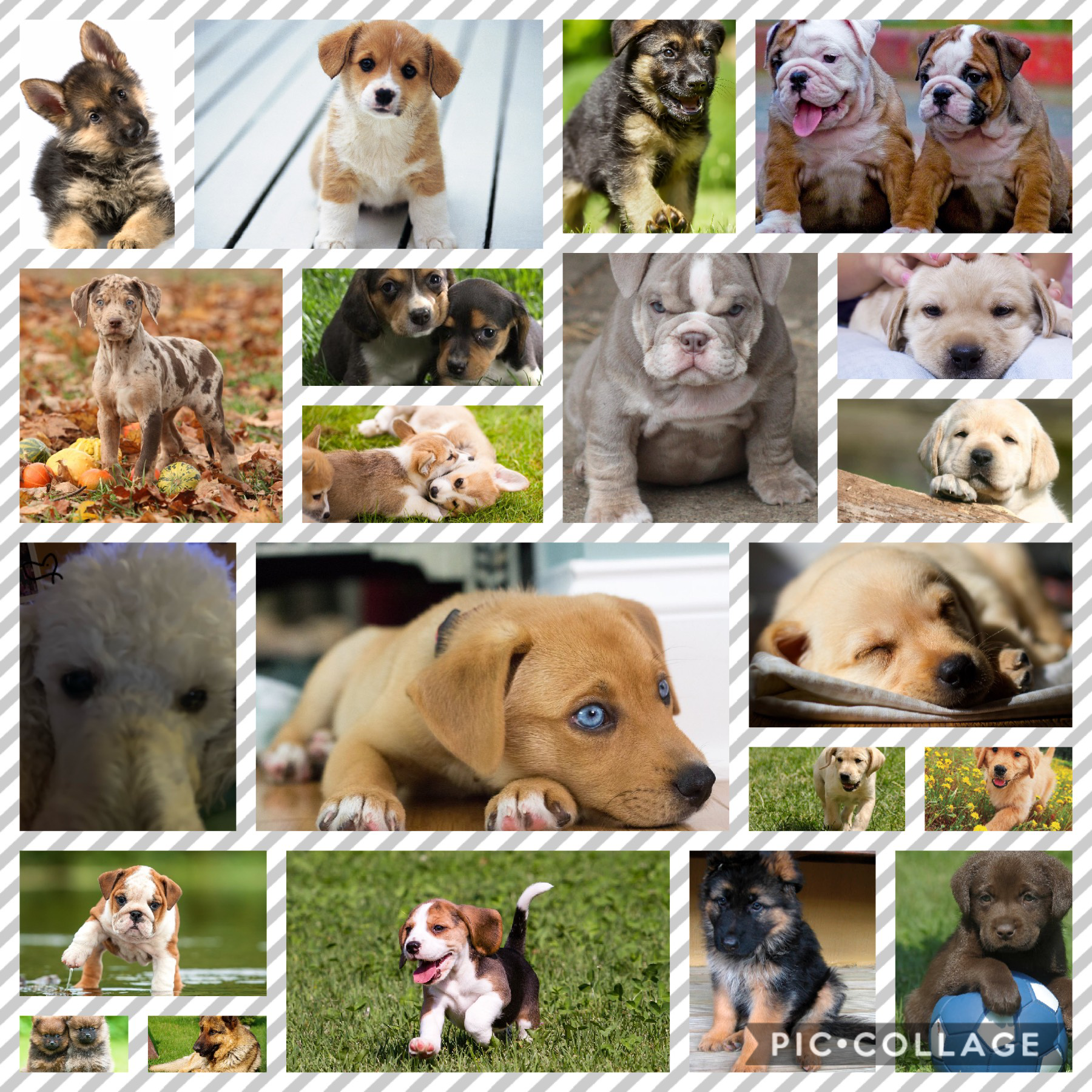 I love puppy’s!! If u can find the picture of the puppy with the heart by it I will like some of your pictures. (Probably about 5 or 8 of them.)