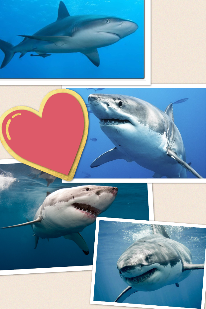 I love sharks 