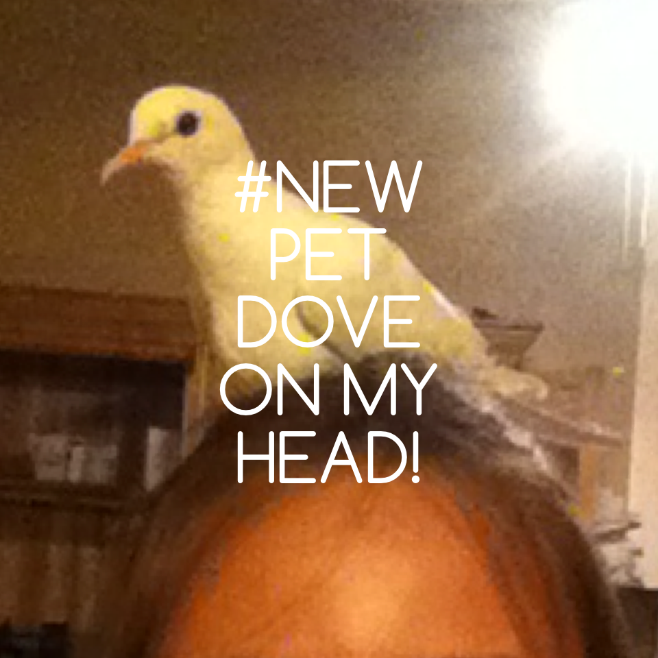 #NEW PET DOVE ON MY HEAD!
