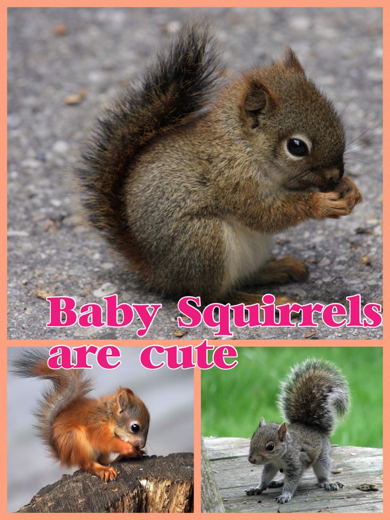 Baby Squirrels are cute