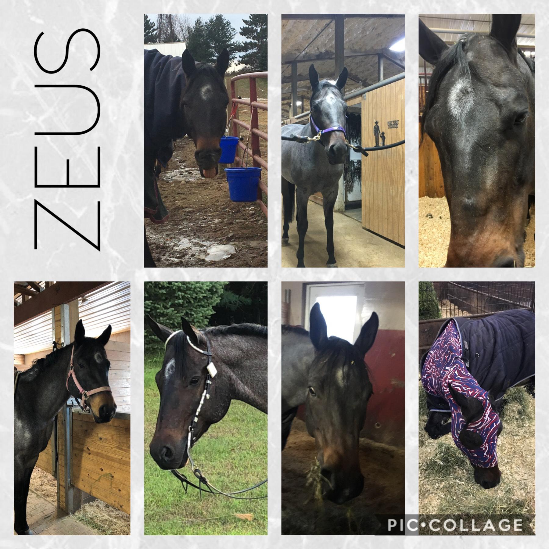 Zeus is my show horse!❤️😍(aka horse_46 and Addison) This will my second year showing him! Zeus loves carrots-but hates apples😂 he won’t even take a single bite out of one!