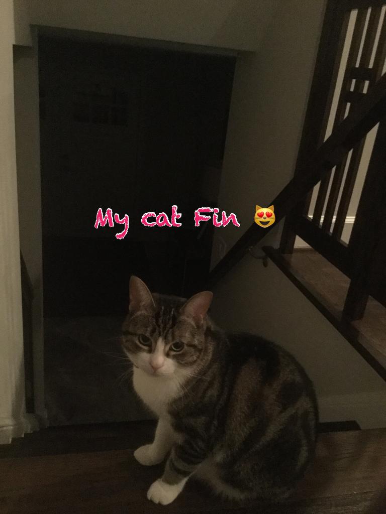 My cat Fin 😻
